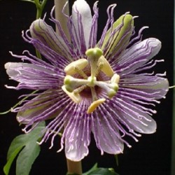 Passiflora incarnata FLEISCHFARBENE PASSIONSBLUME (7 samen)