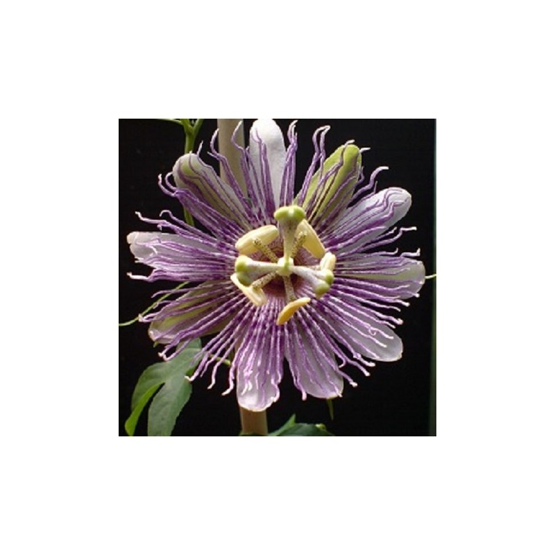 Passiflore (Passiflora incarnata), parties aériennes séchées