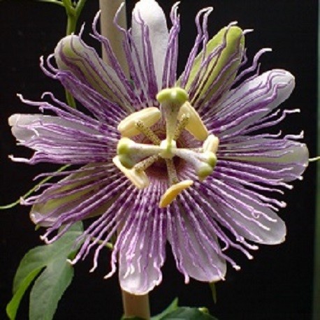 Passiflora incarnata semillas de pasionaria lila para comprar