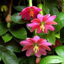 passiflora-mollissima