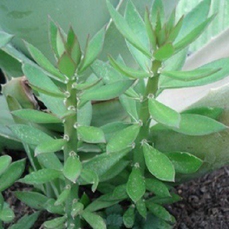 Pereskiopsis-spathulata-pflanze