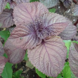 red-shiso-plant