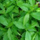 Petiveria-anamu-pflanze