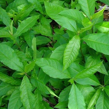 Petiveria-anamu-pflanze