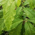 Petiveria alliacea ANAMU / GUINÉ (5 graines)