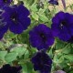 petunia-violet-shanin-graines