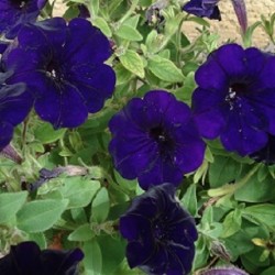 petunia-violet-shanin-graines