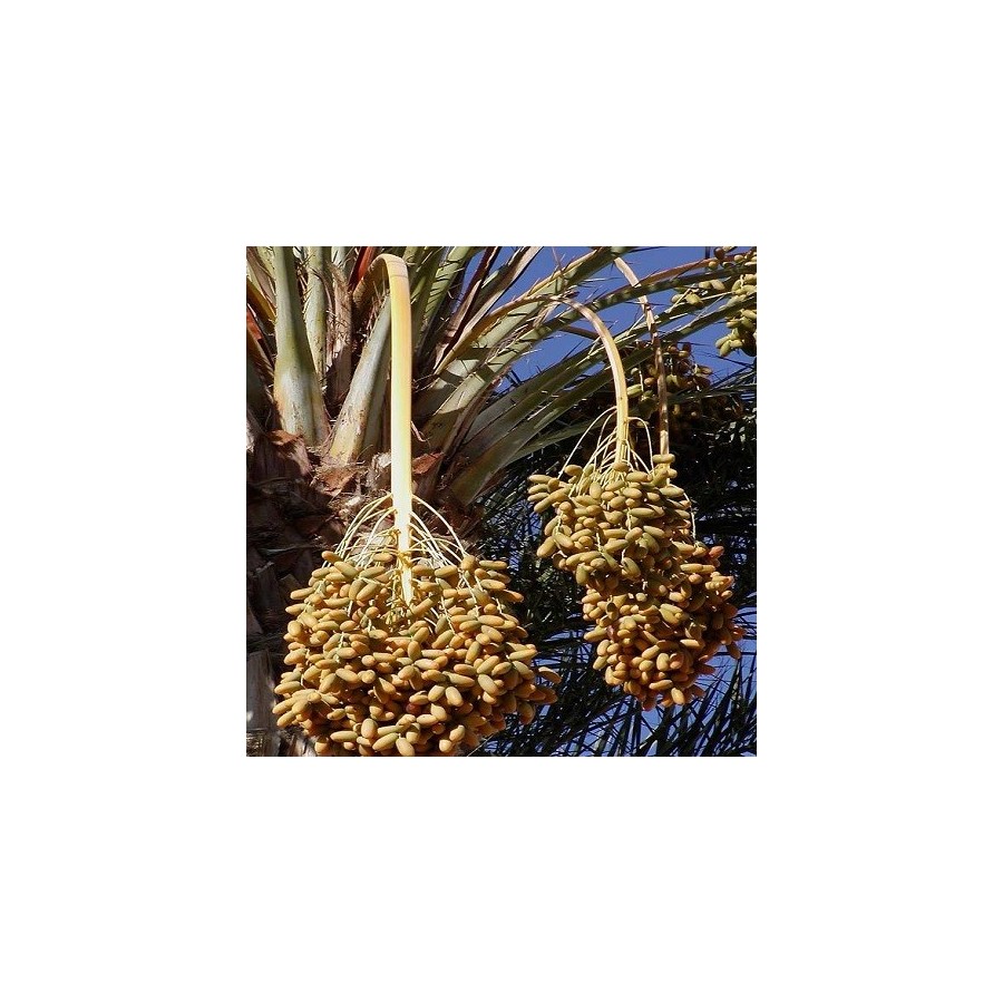 Graines De Palmier Dattier (Phoenix Reclinata) - Sachet De 10 Graines