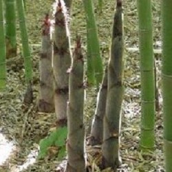 Phyllostachys pubescens GIANT BAMBOO / BAMBOO MOSO (10 seeds)