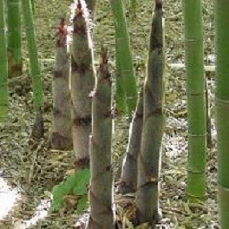 Riesen-Bambus Moso Winterhart 50 Samen Phyllostachys pubescens edulis essbar 