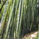 moso-bambus