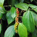 Piper nigrum POIVRIER NOIR (plante)