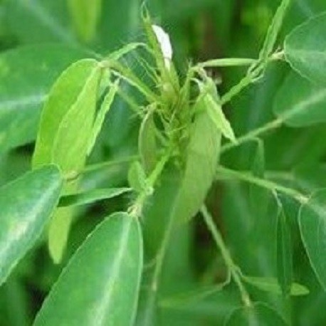 20 graines Codariocalyx Motorius syn. Desmodium gyrans Dançant plante 