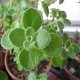 Mexican-mint-plant