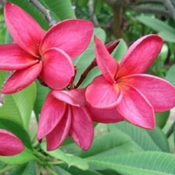 frangipani-tree-seeds
