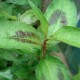 vietnamese-coriander-plant