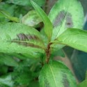 Polygonum odoratum VIETNAMESE CORIANDER (plant)