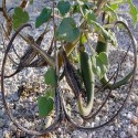 Proboscidea parviflora CUERNO DEL DIABLO (7 semillas)