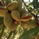 almond-tree-seeds