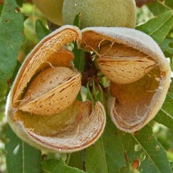 Prunus dulcis ALMENDRO (2 semillas)