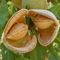 Prunus dulcis AMANDIER (2 graines)