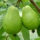guave-samen
