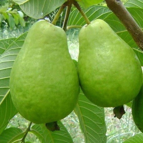 Psidium guajava Echte Guave 10 frische Samen **Mengen Wählbar 10,50 oder 100 Samen** 