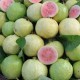 psidium-guajava-guava