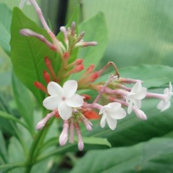 Blütenexplosion & Dufterlebnis für zu hause Samen Tropische Schlangenwurzel 