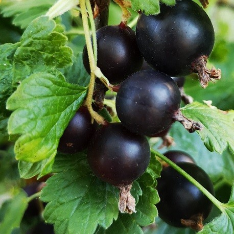 jostaberry-plant