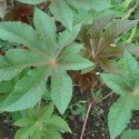 Ricinus communis HIGUERA DEL DIABLO / HIGUERILLA (5 semillas)