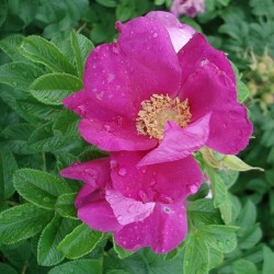 Rosa rugosa RAMANAS / JAPANESE ROSES (10 seeds)