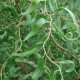 korkenzieherweide-pflanze