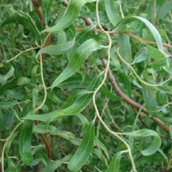 Salix matsudana tortuosa SAUCE TORTUOSO (planta)