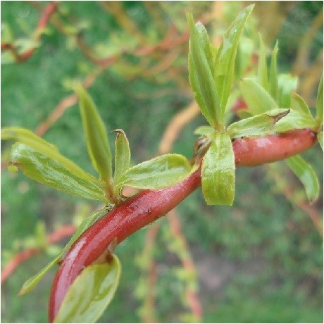 Sauce Tortuoso Planta De Salix Matsudana Tortuosa Para Comprar sauce-tortuoso-planta-de-salix-matsudana-tortuosa-para-comprar