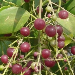 Salvadora persica ZAHNBÛRSTEN BAUM (10 samen)