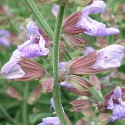Salvia officinalis COMMON SAGE (15 seeds)