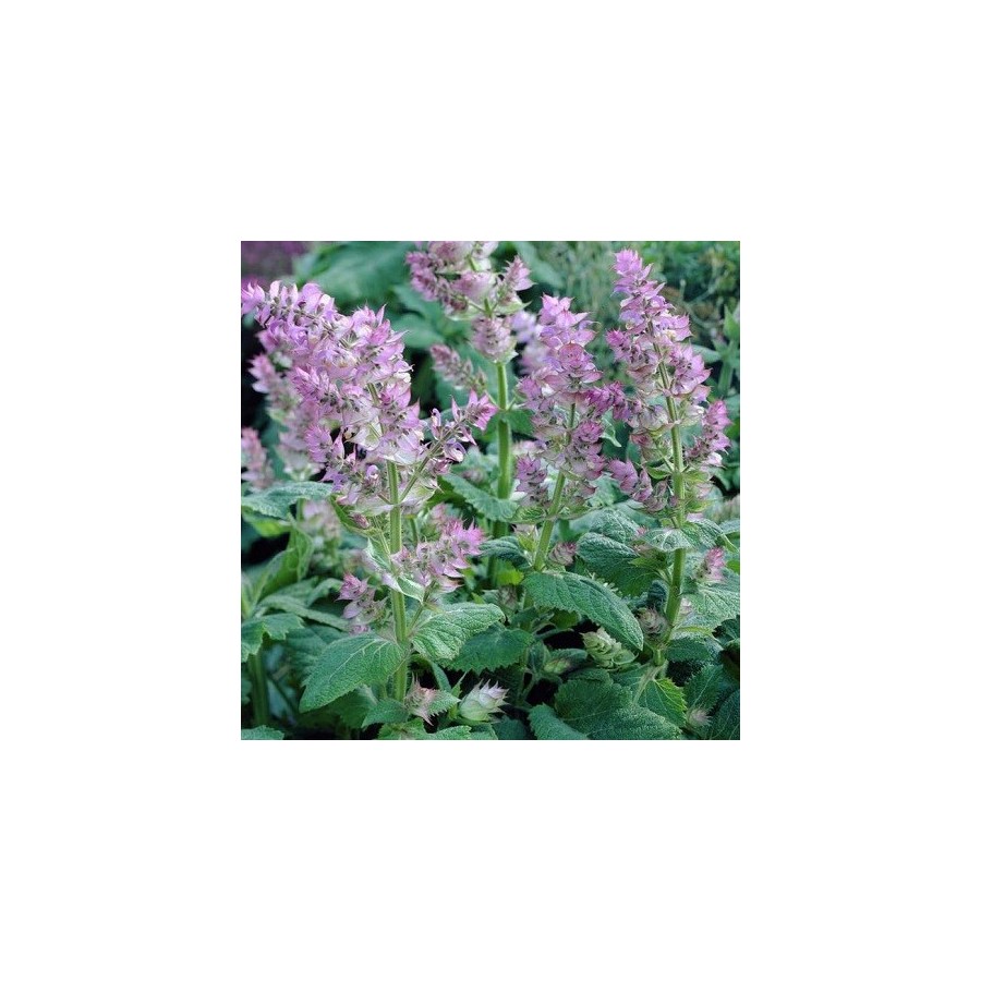 Clary Sage (Salvia Sclarea) Non-Native | Tryon Life Community Farm