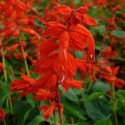 Salvia splendens FEUERSALBEI (10 samen)