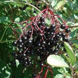 elderberry-seeds
