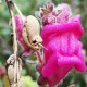 flor-calavera-semillas