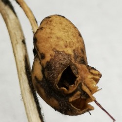 flor-calavera-semillas