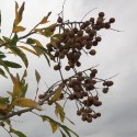 Sapindus mukorossi SOAPBERRY / SOAPNUT (5 seeds)