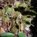 Sarracenia SARRACENIA (15 seeds)