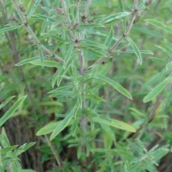 Satureja hortensis SUMMER SAVORY (plant)