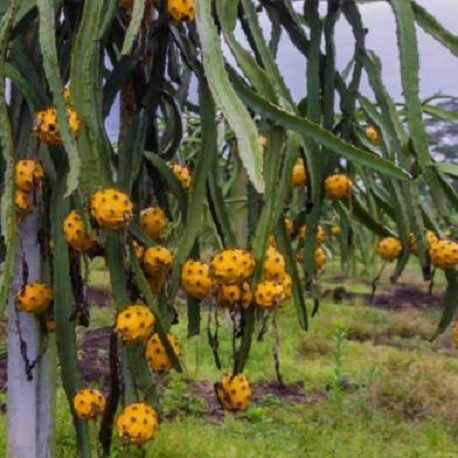 pitaya-jaune-graines