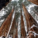 Sequoiadendron giganteum RIESEN-MAMMUTBAUM (7 samen)