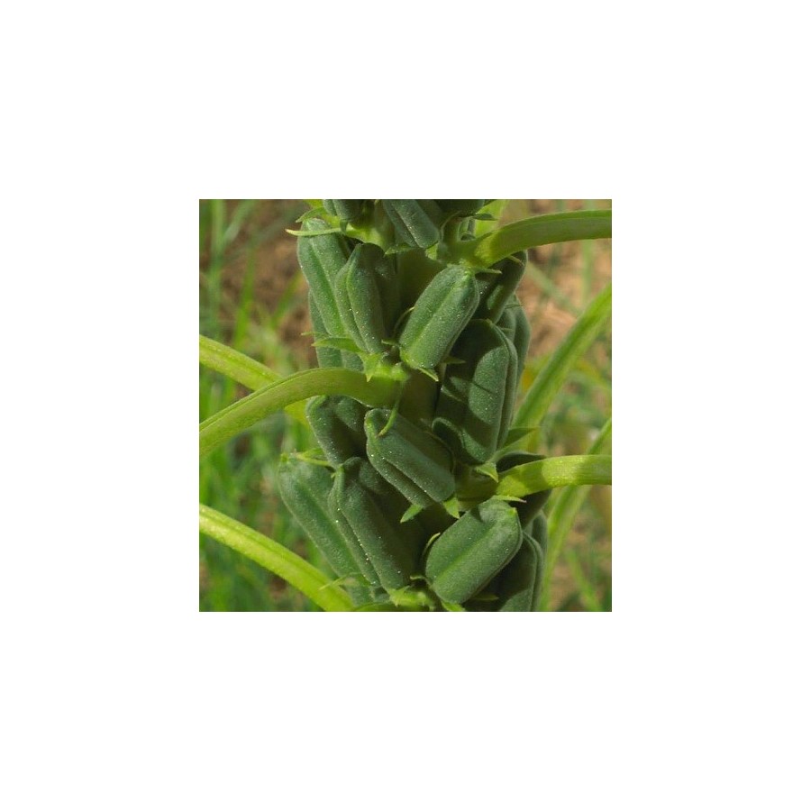 Sésame noir (Sesamum indicum)