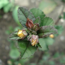 Sida cordifolia BALA, FLANNEL WEED (plant)