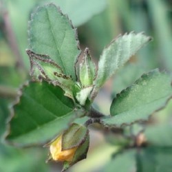 Sida cordifolia FLANNEL WEED, BALA (20 seeds)